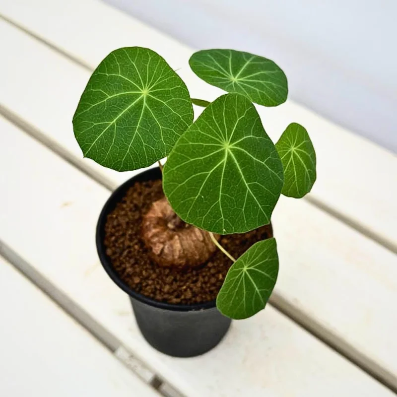 Stephania Cepharantha Live Caudex Plant, 4-7 inches Tall in 3.5 inch Pot, Houseplant Stephania Cepharantha Live Caudex Plant, 4-7 inches Tall in 3.5 inch Pot, Houseplant - Image 5