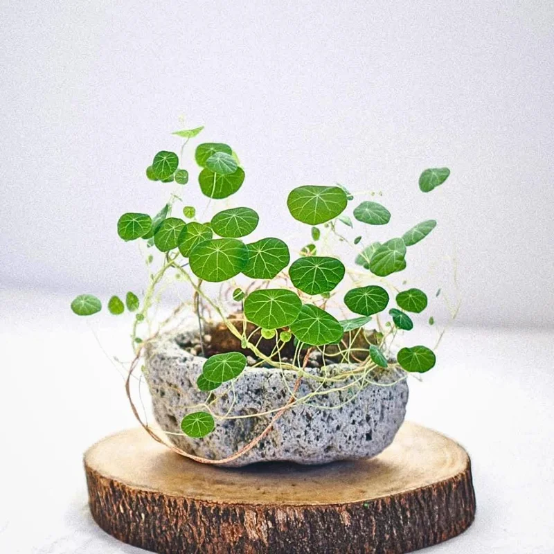 Stephania Cepharantha Live Caudex Plant, 4-7 inches Tall in 3.5 inch Pot, Houseplant Stephania Cepharantha Live Caudex Plant, 4-7 inches Tall in 3.5 inch Pot, Houseplant - Image 6