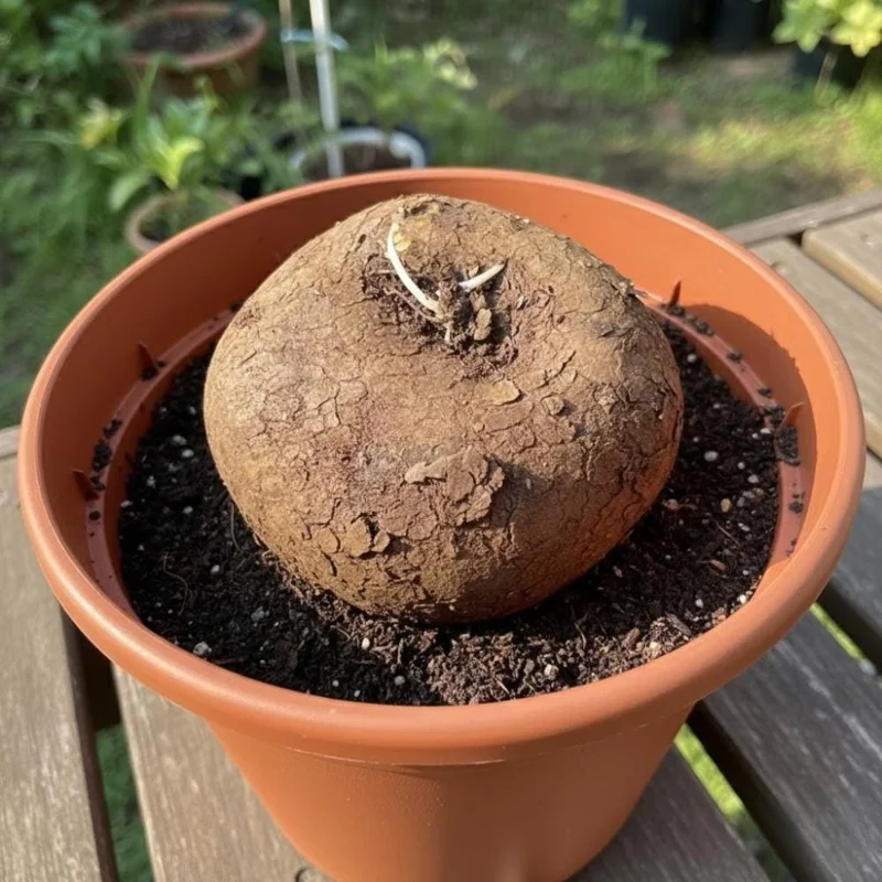 Stephania Cepharantha Live Caudex Plant, 4-7 inches Tall in 3.5 inch Pot, Houseplant Stephania Cepharantha Live Caudex Plant, 4-7 inches Tall in 3.5 inch Pot, Houseplant - Image 7