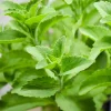 Stevia Live Plant – Sweet Herb Starter – 4 Inch Pot – Edible Perennial - Image 1
