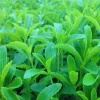 Stevia Live Plants – 2 Pack – 4 Inch Pot – 4-6 Inches Tall – Natural Sweetener Herb Plant - Image 1