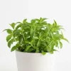 Stevia Plant Live – Sweet Herb – 4-6 Inches Tall – Potted – Indoor/Outdoor Stevia Plant Live – Sweet Herb – 4-6 Inches Tall – Potted – Indoor/Outdoor - Image 1