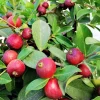 Strawberry Guava Live Plant (Psidium cattleianum) – Sweet Tropical Fruit Tree Starter, 4-6 inch Tall Potted Plant Strawberry Guava Live Plant (Psidium cattleianum) – Sweet Tropical Fruit Tree Starter, 4-6 inch Tall Potted Plant - Image 1