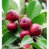 Strawberry Guava Live Plant - Sweet Tropical Fruit Tree, 4-6 Inch Tall Strawberry Guava Live Plant - Sweet Tropical Fruit Tree, 4-6 Inch Tall - Image 1