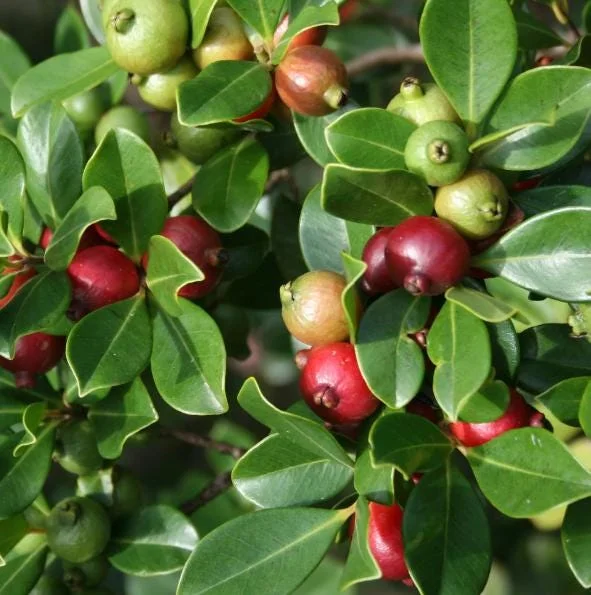 Strawberry Guava Live Plant - Sweet Tropical Fruit Tree 4 to 6 inches Tall Strawberry Guava Live Plant - Sweet Tropical Fruit Tree 4 to 6 inches Tall - Image 4