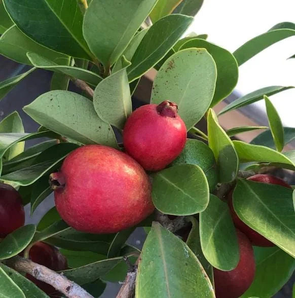Strawberry Guava Live Plant - Sweet Tropical Fruit Tree 4 to 6 inches Tall Strawberry Guava Live Plant - Sweet Tropical Fruit Tree 4 to 6 inches Tall - Image 6
