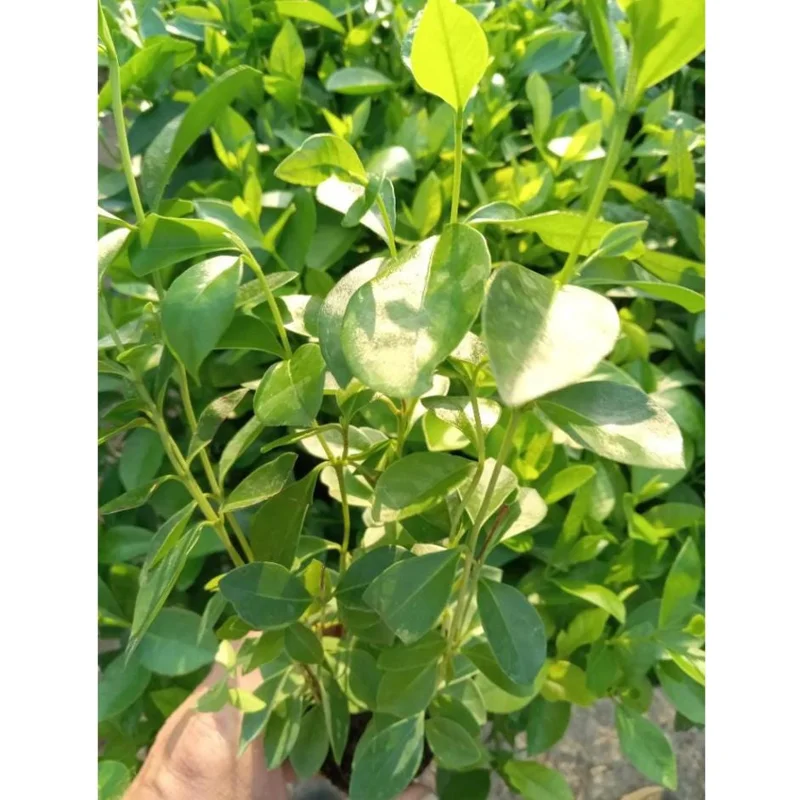 Strawberry Guava Live Plant - Sweet Tropical Fruit Tree 4 to 6 inches Tall Strawberry Guava Live Plant - Sweet Tropical Fruit Tree 4 to 6 inches Tall - Image 7