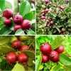 Strawberry Guava Live Plant - Sweet Tropical Guava Tree - Half Gallon Pot Strawberry Guava Live Plant - Sweet Tropical Guava Tree - Half Gallon Pot - Image 1