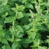 Strawberry Mint Live Plant – 4 Inch Pot – Fresh Culinary Herb - Image 1