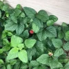 Strawberry Mint Live Plant – 6-inch Height – 4.5-inch Pot – Fragrant Culinary Herb for Home Gardens - Image 1