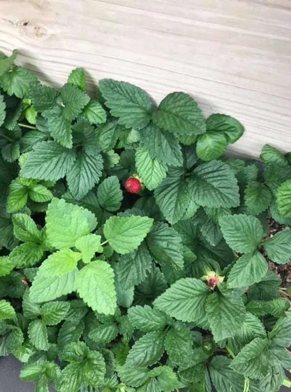 Strawberry Mint Live Plant – 6-inch Height – 4.5-inch Pot – Fragrant Culinary Herb for Home Gardens - Image 1