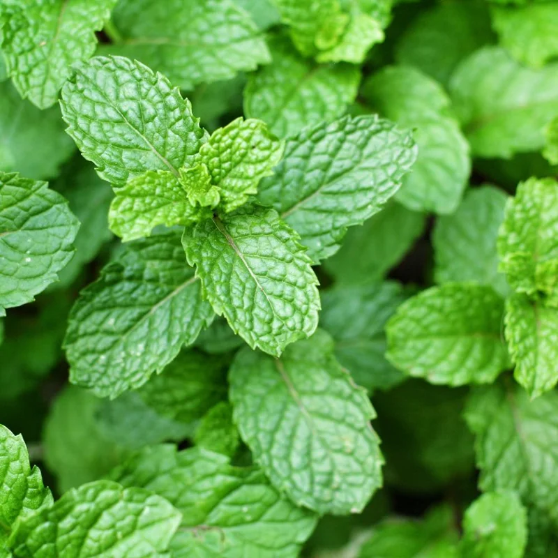 Strawberry Mint Plant 4-6 Inches Tall - Edible Live Plant for Indoor & Outdoor Gardening Strawberry Mint Plant 4-6 Inches Tall - Edible Live Plant for Indoor & Outdoor Gardening - Image 2