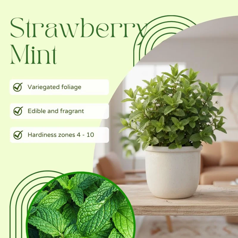 Strawberry Mint Plant 4-6 Inches Tall - Edible Live Plant for Indoor & Outdoor Gardening Strawberry Mint Plant 4-6 Inches Tall - Edible Live Plant for Indoor & Outdoor Gardening - Image 3