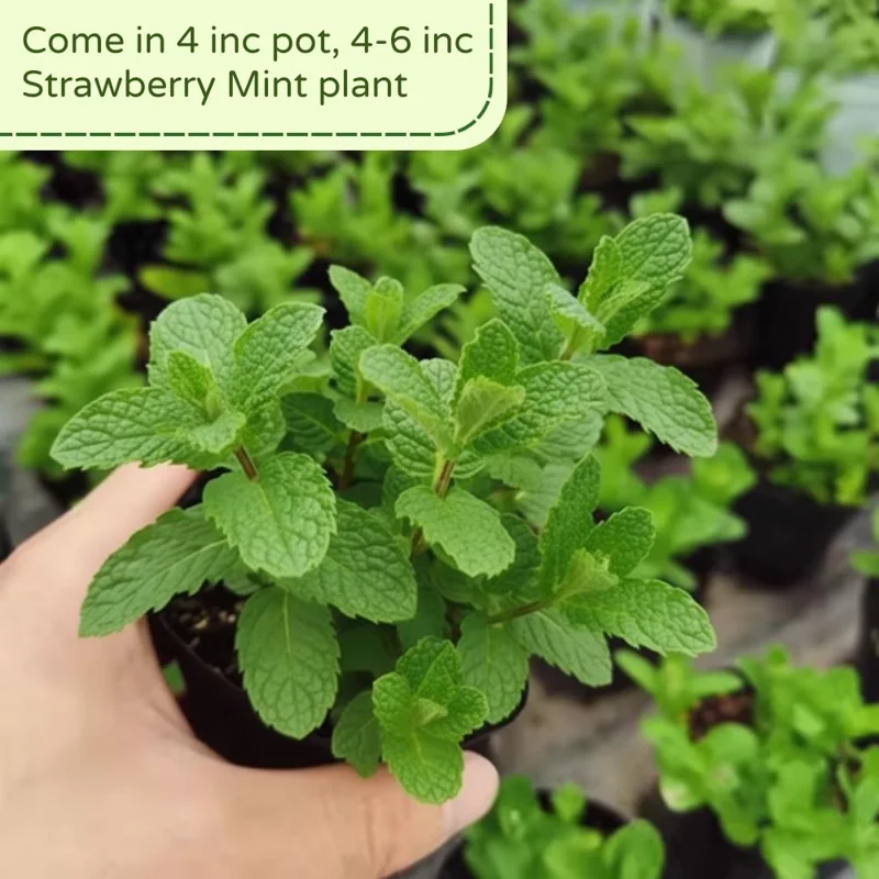 Strawberry Mint Plant 4-6 Inches Tall - Edible Live Plant for Indoor & Outdoor Gardening Strawberry Mint Plant 4-6 Inches Tall - Edible Live Plant for Indoor & Outdoor Gardening - Image 5
