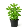 Strawberry Mint Plant 4-6 Inches Tall - Edible Live Plant for Indoor & Outdoor Gardening - Image 1