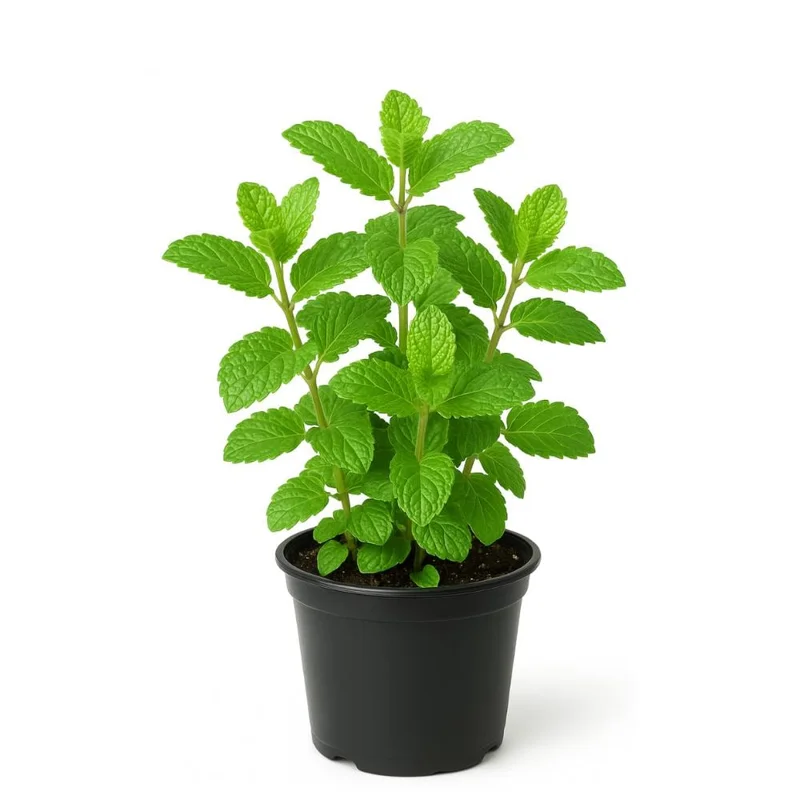 Strawberry Mint Plant 4-6 Inches Tall - Edible Live Plant for Indoor & Outdoor Gardening Strawberry Mint Plant 4-6 Inches Tall - Edible Live Plant for Indoor & Outdoor Gardening - Image 1
