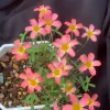 Strawberry Oxalis Live Plant – Candy Box Strawberry – Ornamental Flowering – 4 Inch Pot - Image 1