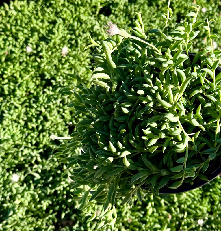 String of Bananas Live Plant – Trailing Succulent – 4 Inch Nursery Pot – Indoor String of Bananas Live Plant – Trailing Succulent – 4 Inch Nursery Pot – Indoor - Image 2