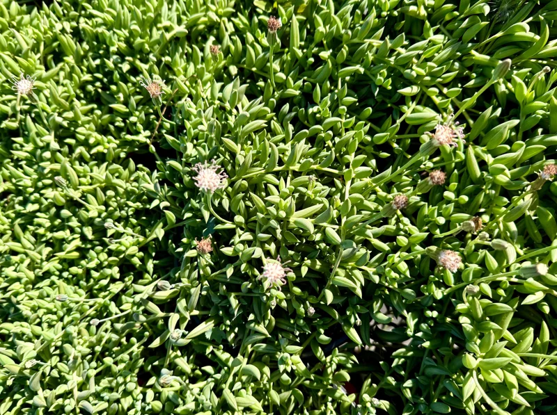 String of Bananas Live Plant – Trailing Succulent – 4 Inch Nursery Pot – Indoor String of Bananas Live Plant – Trailing Succulent – 4 Inch Nursery Pot – Indoor - Image 3