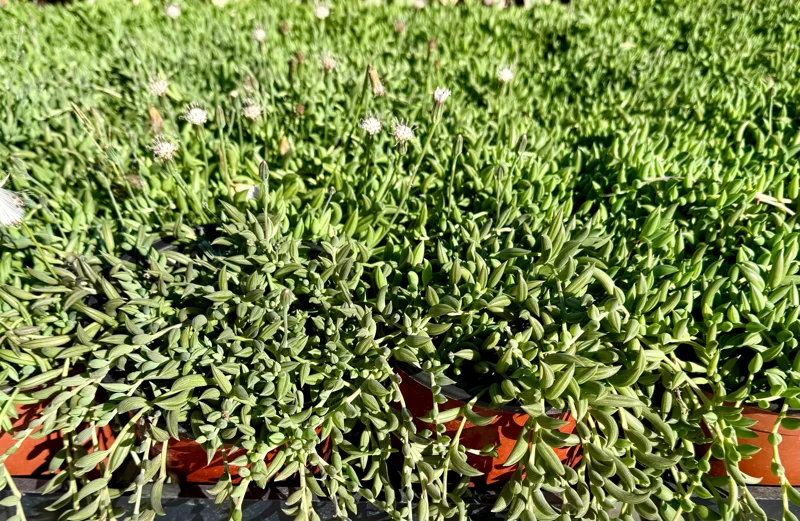 String of Bananas Live Plant – Trailing Succulent – 4 Inch Nursery Pot – Indoor String of Bananas Live Plant – Trailing Succulent – 4 Inch Nursery Pot – Indoor - Image 4