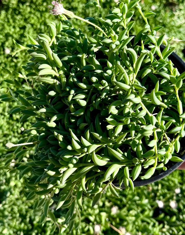 String of Bananas Live Plant – Trailing Succulent – 4 Inch Nursery Pot – Indoor String of Bananas Live Plant – Trailing Succulent – 4 Inch Nursery Pot – Indoor - Image 1