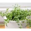 String of Dolphins Succulent Live Plant - Senecio Peregrinus - 2 Inch Pot - Indoor Outdoor - Image 1
