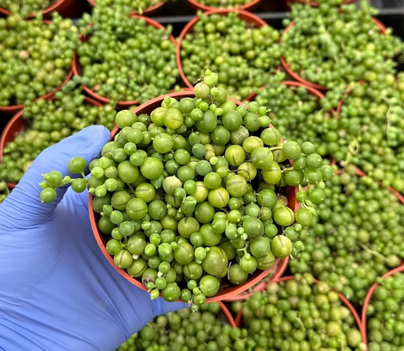 String of Pearls Live Plant 4 Inch – Trailing Succulent for Indoors - Image 1