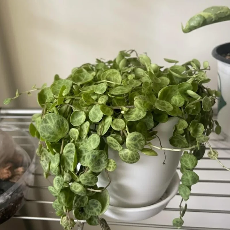 String of Turtles Live Plant – 2 Inch Pot – Variegated Trailing Houseplant Indoor String of Turtles Live Plant – 2 Inch Pot – Variegated Trailing Houseplant Indoor - Image 4