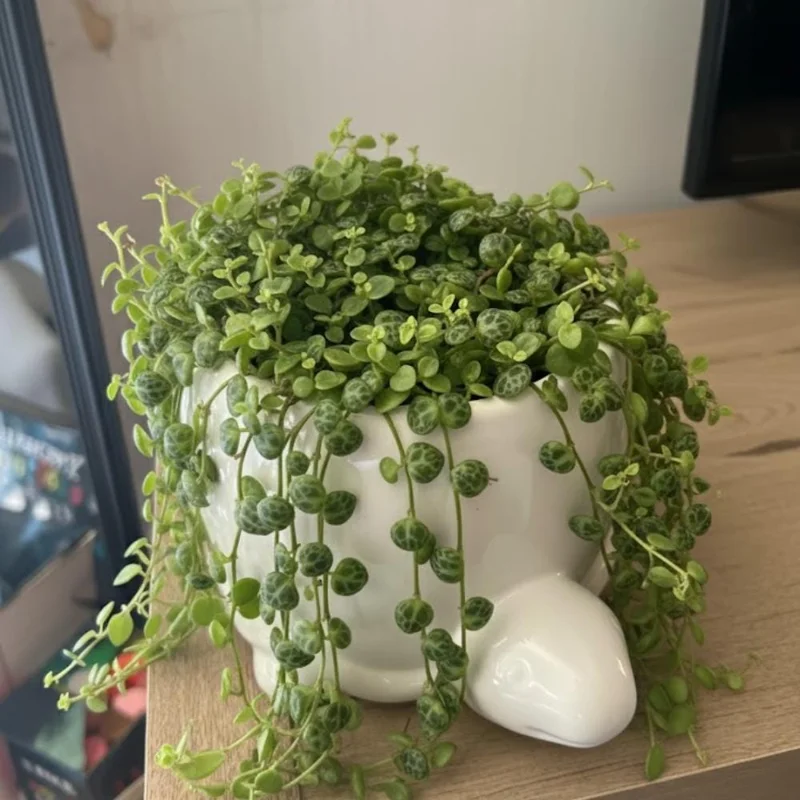 String of Turtles Live Plant – 2 Inch Pot – Variegated Trailing Houseplant Indoor String of Turtles Live Plant – 2 Inch Pot – Variegated Trailing Houseplant Indoor - Image 5