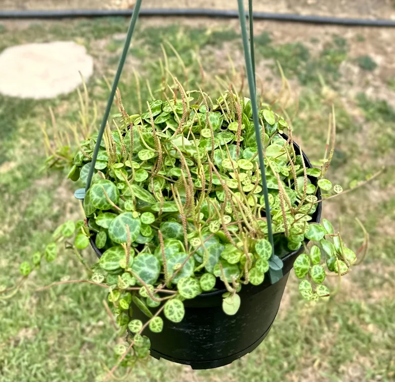 String of Turtles Live Plant β Peperomia Prostrata β 6 Inch Pot β Rare Trailing Houseplant String of Turtles Live Plant β Peperomia Prostrata β 6 Inch Pot β Rare Trailing Houseplant - Image 2