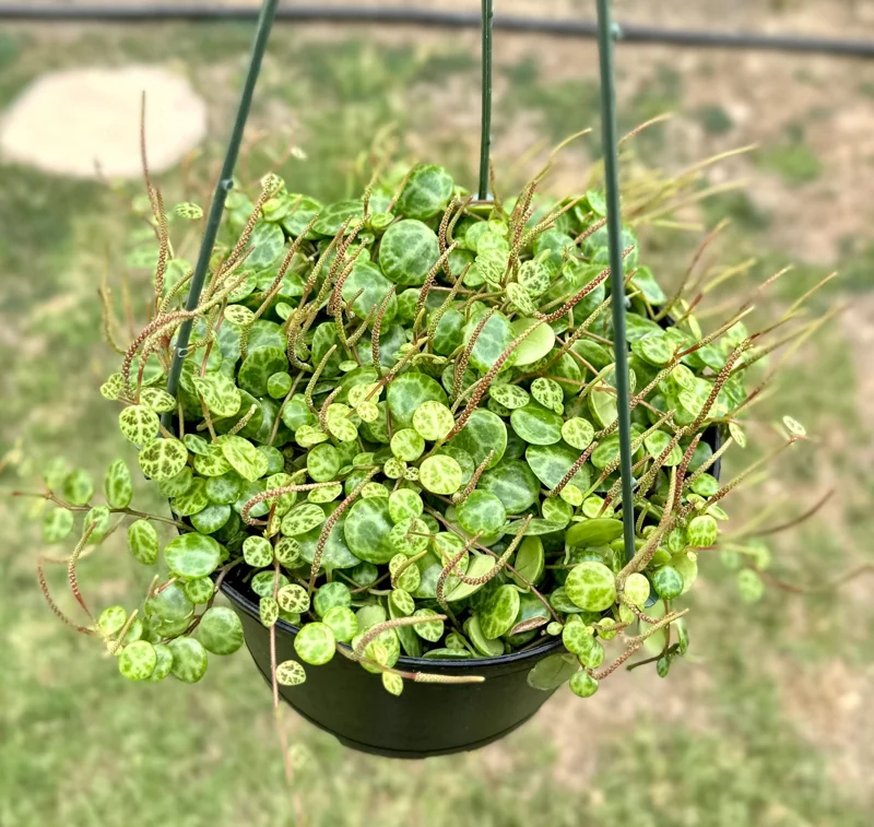 String of Turtles Live Plant β Peperomia Prostrata β 6 Inch Pot β Rare Trailing Houseplant String of Turtles Live Plant β Peperomia Prostrata β 6 Inch Pot β Rare Trailing Houseplant - Image 3