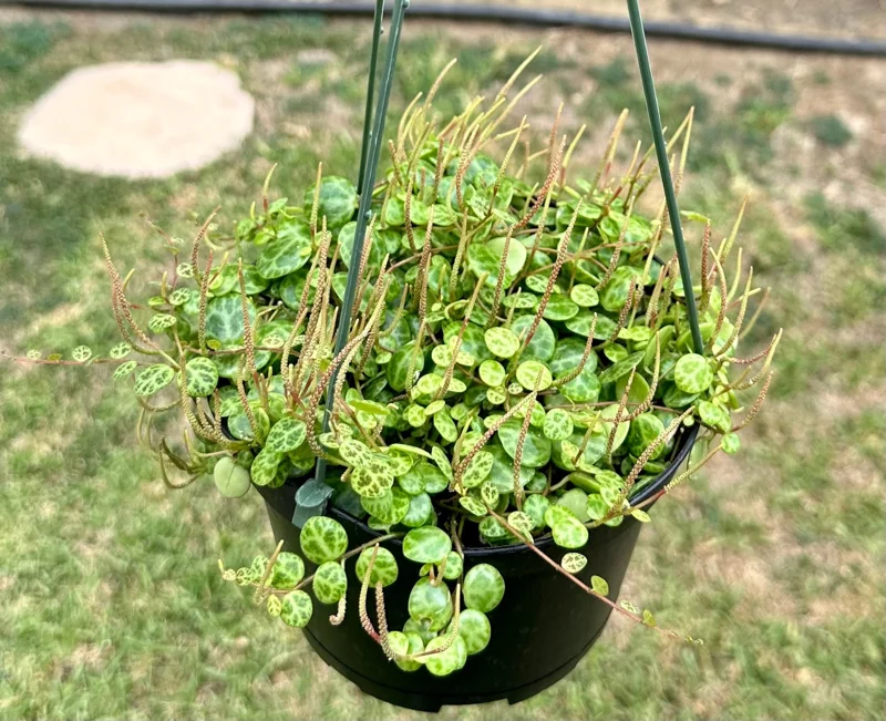 String of Turtles Live Plant β Peperomia Prostrata β 6 Inch Pot β Rare Trailing Houseplant String of Turtles Live Plant β Peperomia Prostrata β 6 Inch Pot β Rare Trailing Houseplant - Image 1