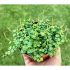 String of Turtles Live Plant - Peperomia Prostrata in 3" Pot - Indoor Trailing - Image 1