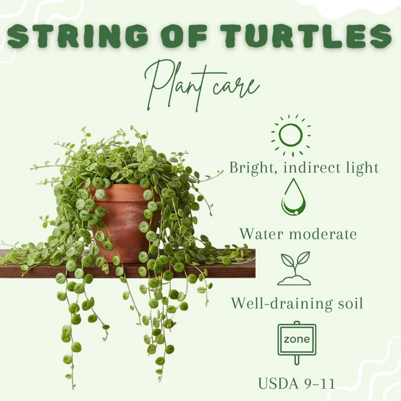 String of Turtles Live Plant – Peperomia Prostrata Succulent – Indoor/Outdoor - Image 2