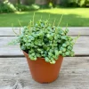 String of Turtles Live Plant – Peperomia Prostrata Succulent – Indoor/Outdoor - Image 1