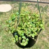 String of Turtles Live Plant, Peperomia Prostrata, Trailing Succulent, 4 Inch Pot, Indoor Houseplant - Image 1