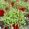 String of Watermelon Succulent Live Plant – 6 Inch Pot – Indoor Trailing String of Watermelon Succulent Live Plant – 6 Inch Pot – Indoor Trailing - Image 1