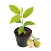 Sugar Apple Live Tree - Tropical Fruit Plant, 4-7 Inches Tall Sugar Apple Live Tree - Tropical Fruit Plant, 4-7 Inches Tall - Image 1