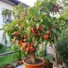 Sugar Giant Peach Tree Live Plant - 3-4 Ft Tall, 5-Gallon Pot, Delicious Fruit - Image 1