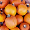 Sugar Pie Pumpkin Live Plant - Heirloom Vegetable, 3-5 Inch Tall, 4 Inch Pot - Image 1