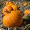 Sugar Pie Pumpkin Live Plants – 2 Heirloom Starters in 4-inch Pot, 4-6" Tall - Image 1