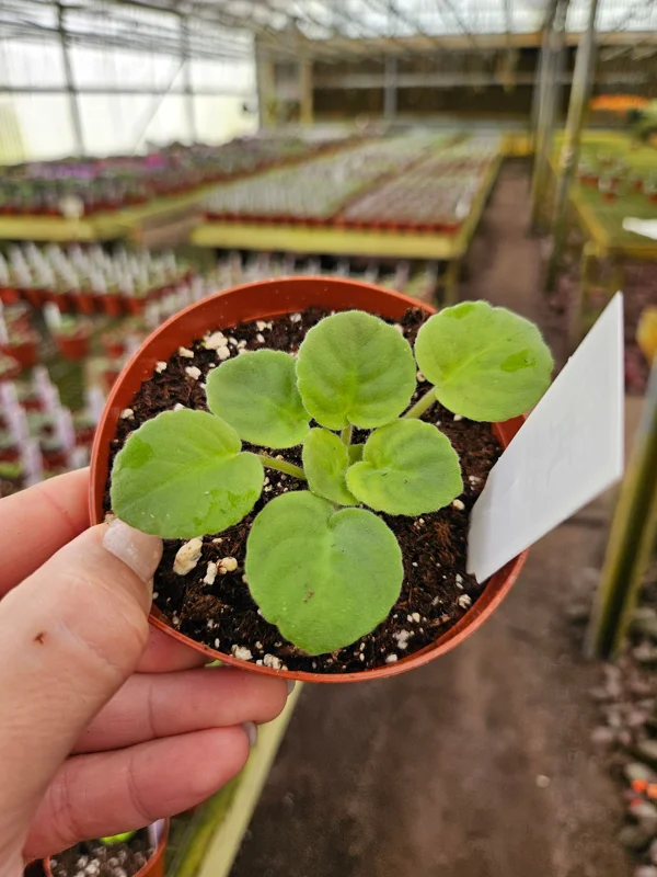 Sugar Plum Dream African Violet Live Plant – 4 Inch Pot – Purple Blooms – Indoor Houseplant - Image 2
