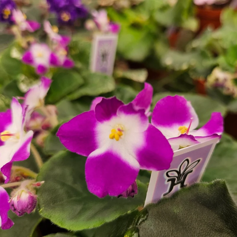 Sugar Plum Dream African Violet Live Plant – 4 Inch Pot – Purple Blooms – Indoor Houseplant - Image 1