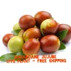 Sugarcane Jujube Live Plant & Seeds - Chinese Date (Ziziphus jujuba) - Image 1