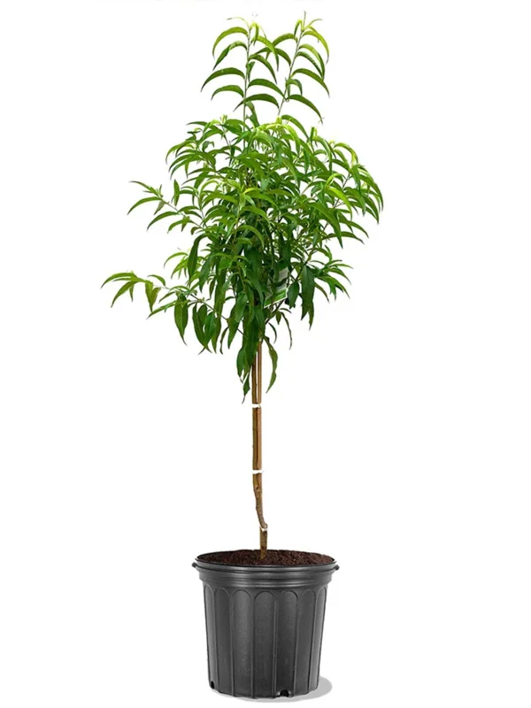 SunBest Nectarine Tree Live Plant – 3-4 Ft Tall – 5-Gallon Container – Outdoor Fruit Tree - Image 2