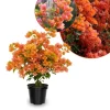 Sundown Orange Bougainvillea Live Plant – 5-7 Inch Tall Coral Pink Vine for Outdoor Gardens - Image 1