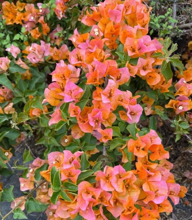 Sundown Orange Bougainvillea Live Plants - Set of 2, 4-10" Tall - Flowering Vine Sundown Orange Bougainvillea Live Plants - Set of 2, 4-10" Tall - Flowering Vine - Image 2
