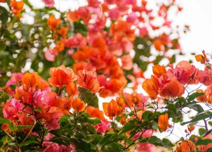 Sundown Orange Bougainvillea Live Plants - Set of 2, 4-10" Tall - Flowering Vine Sundown Orange Bougainvillea Live Plants - Set of 2, 4-10" Tall - Flowering Vine - Image 3