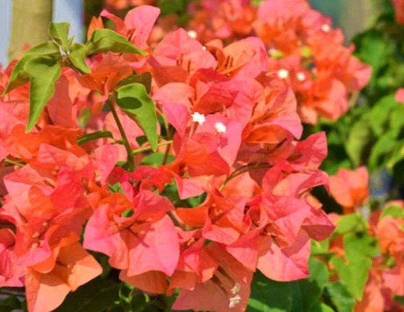 Sundown Orange Bougainvillea Live Plants - Set of 2, 4-10" Tall - Flowering Vine Sundown Orange Bougainvillea Live Plants - Set of 2, 4-10" Tall - Flowering Vine - Image 1