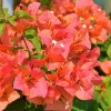 Sundown Orange Bougainvillea Live Plants - Set of 2, 4-10" Tall Flowering Vine - Image 1
